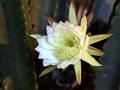 Cereus jamacaru